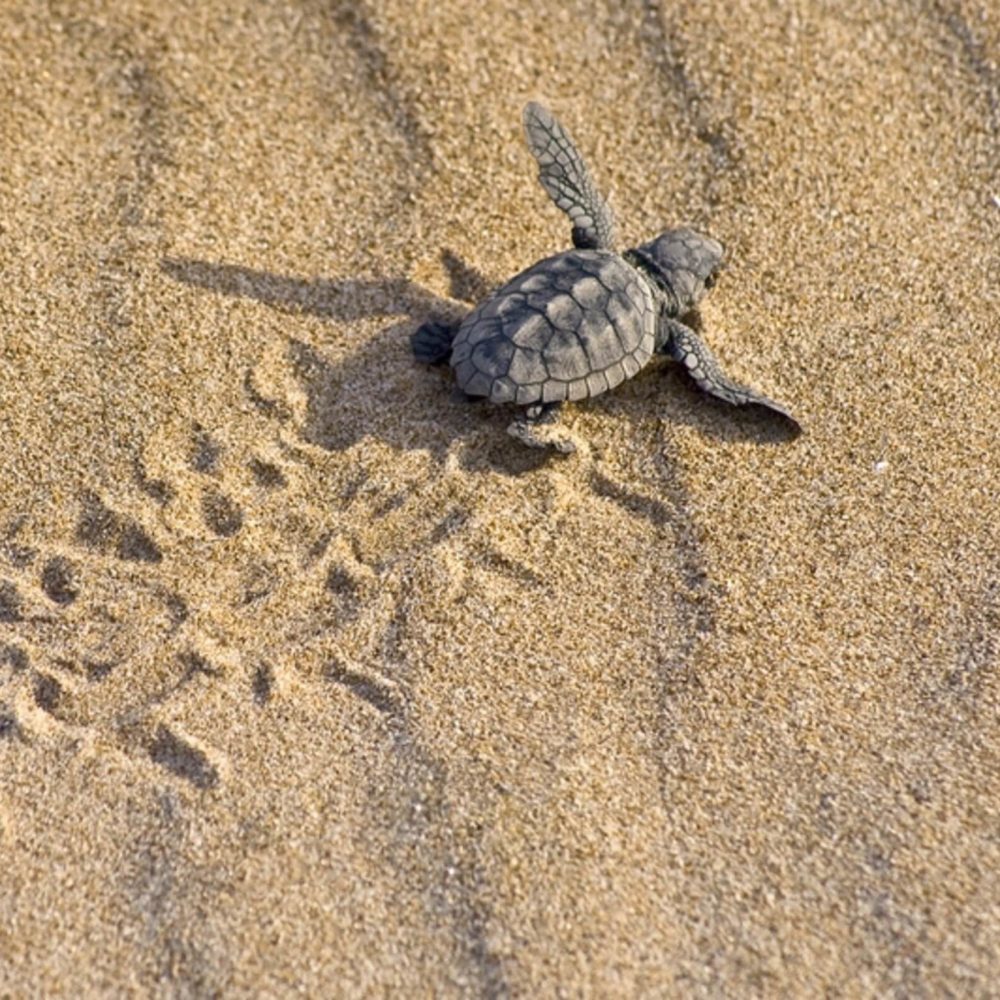 Caretta Caretta Turtle at Lara Beach in Cyprus
